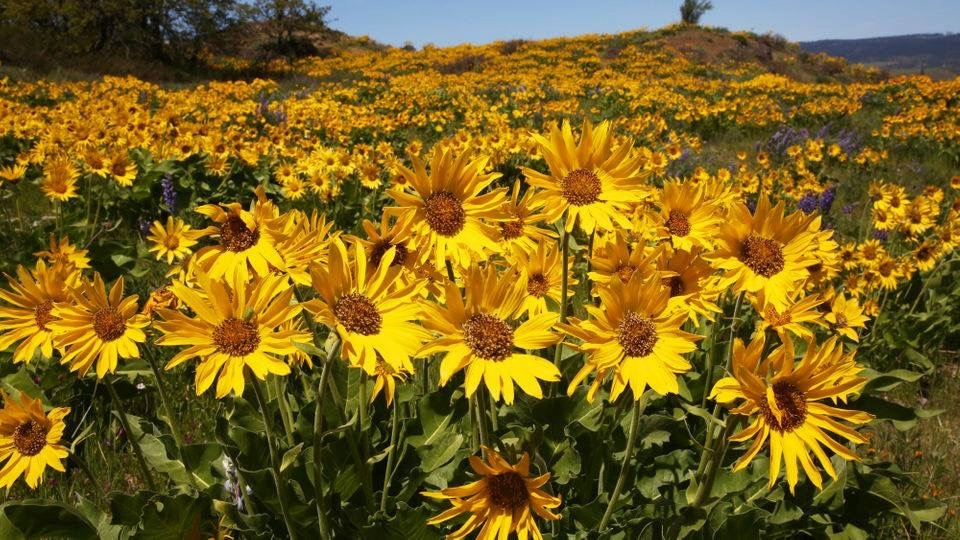 Closeup of Sunflowers in the Gorge