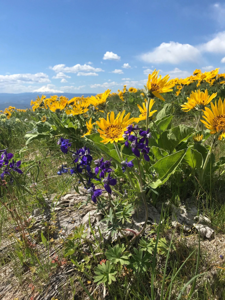 Columbia River Gorge Wildflowers