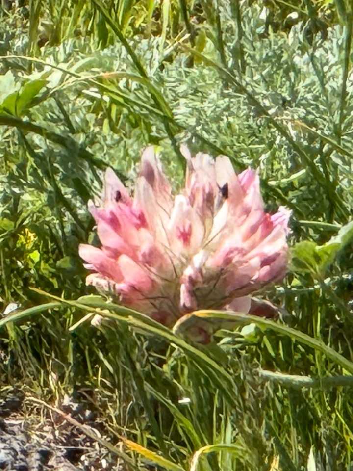 Columbia Gorge Wildflower