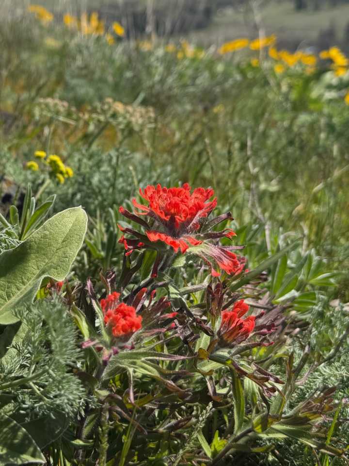 Columbia Gorge Wildflower