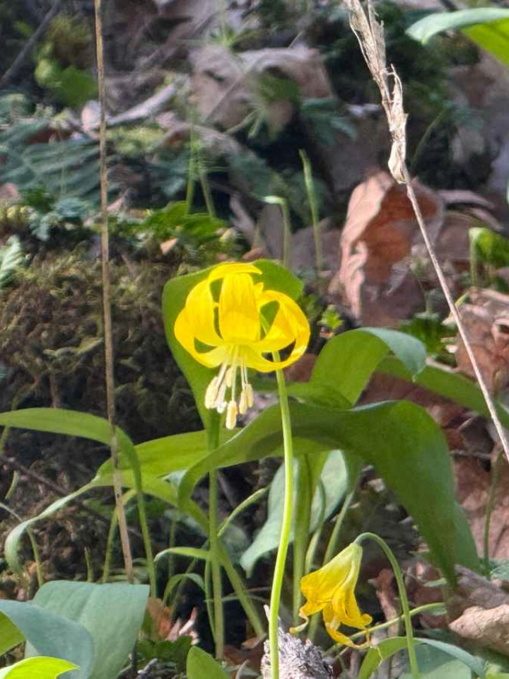 Columbia Gorge Wildflower
